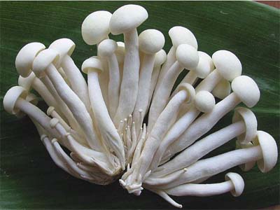 菌菇类